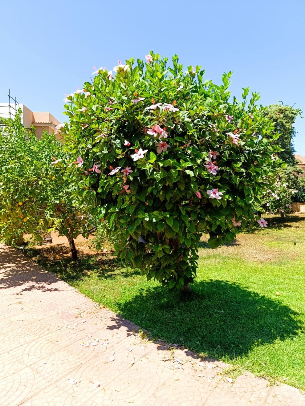Villa Casa In Giardino A Pochi Passi Dal Mare Palermo Esterno foto